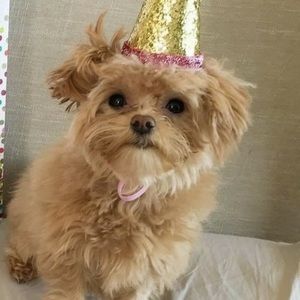 Meet your Posher, Abby